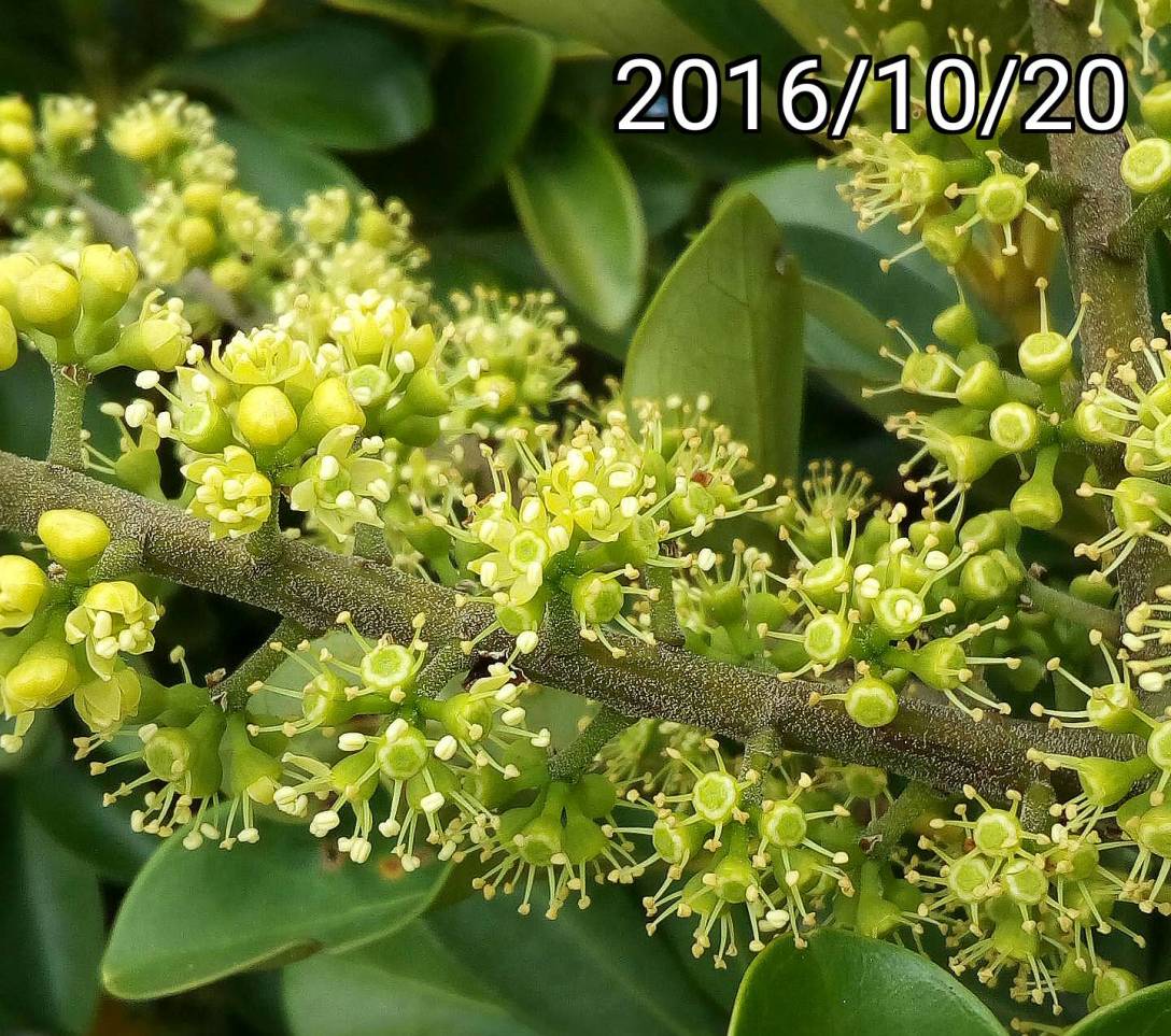 鴨掌木、鴨掌藤的花, flowers of Schefflera arboricola, Schefflera octophylla, Schefflera heptaphylla,  Dwarf Umbrella Tree